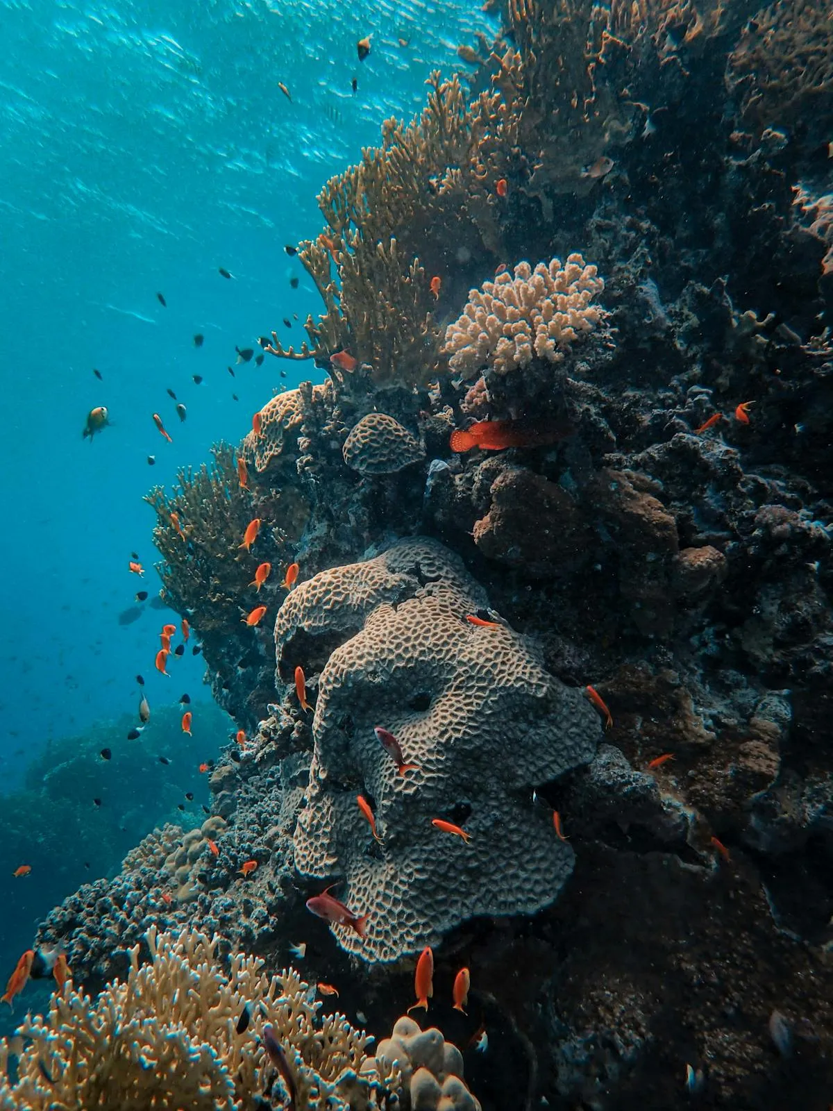Fish swimming among coral formations