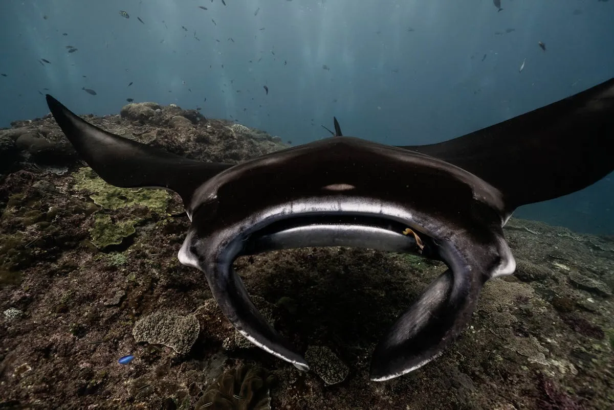 A nurse shark resting near the seafloor