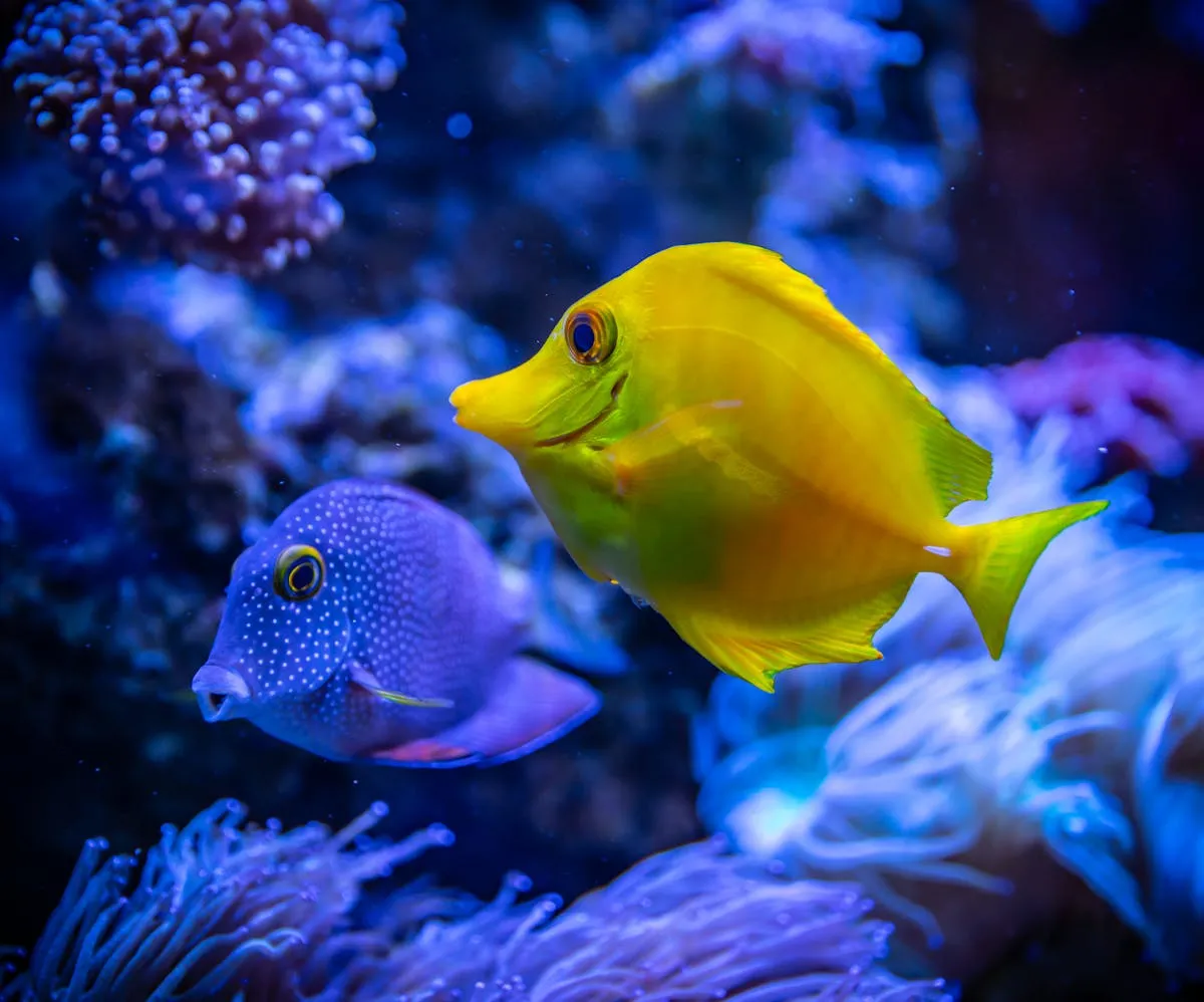 Colourful reef fish in tropical waters
